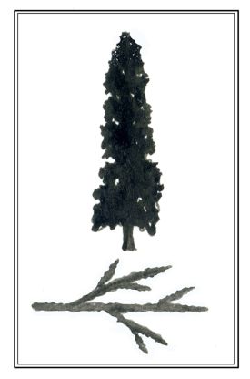 tos_white_cedar_web.jpg thumbnail