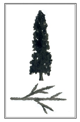 tos_white_cedar_web.jpg thumbnail