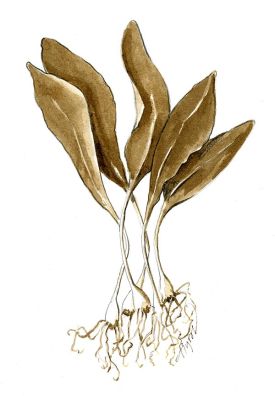 TOS_Wild_Ramps_web.jpg thumbnail