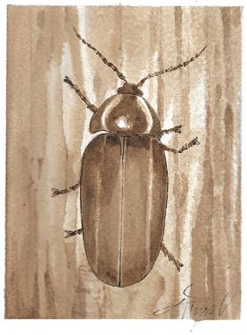 TOS_winter-lightning-bug-web.jpg thumbnail