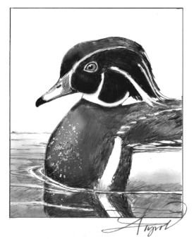 tos_wood_duck_web.jpg thumbnail