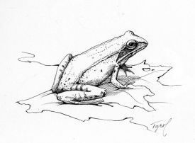 TOS_Wood_Frog_web.jpg thumbnail