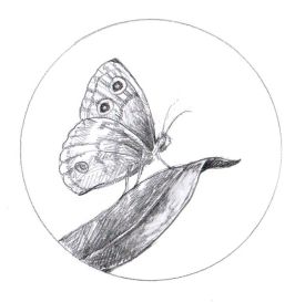 TOS_Wood_Nymph_web.jpg thumbnail