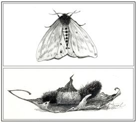 Woolly Bear thumbnail