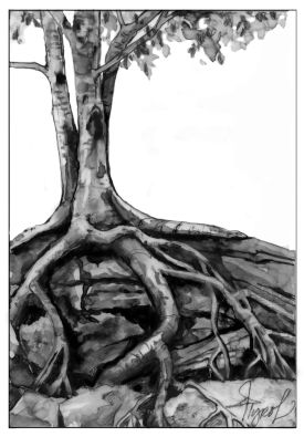 Yellow Birch thumbnail