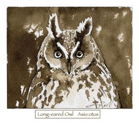 TOSLong_eared_owl_web.jpg thumbnail