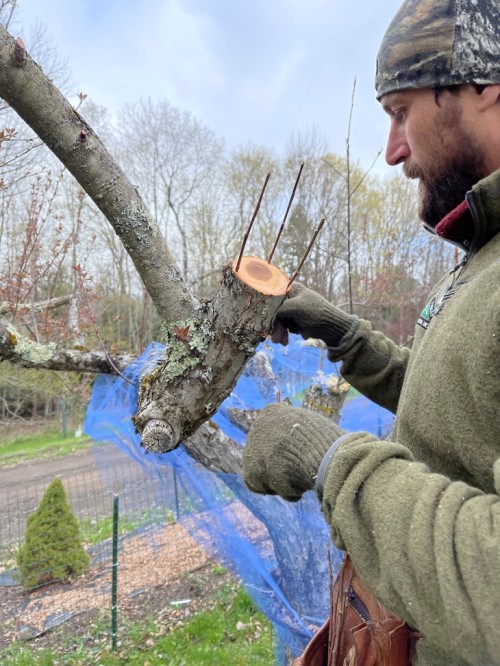 Apple tree grafting