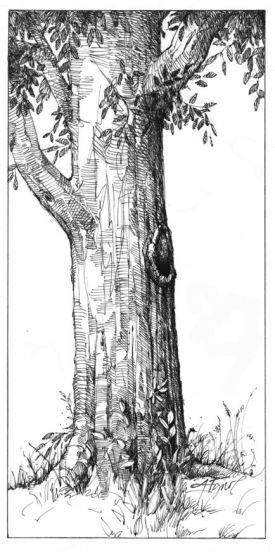 Tree_holes.jpg thumbnail