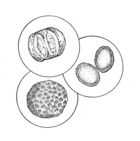 tree_pollen.jpg thumbnail