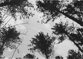 trees22.jpg thumbnail