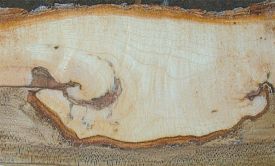 trees_heal.jpg thumbnail