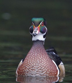 TReichnerWoodDuck3_800.jpg