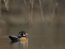 TReichnerWoodDuck7_800.jpg