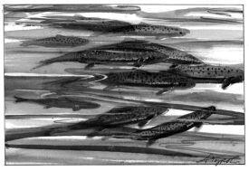 trout_web.jpg thumbnail