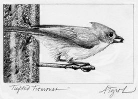 tufted_titmouse.jpg thumbnail