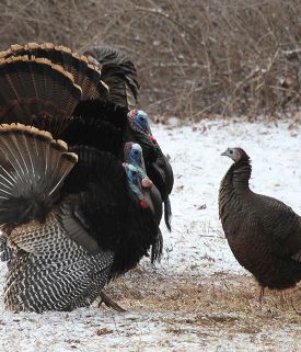 turkey_choices_w.jpg thumbnail