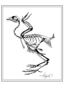 turkeypix_popup800.jpg thumbnail