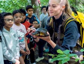 Turtle lessons thumbnail