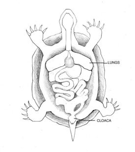 turtlepix.jpg thumbnail
