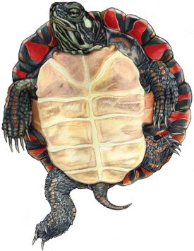 turtles_web1.jpg thumbnail