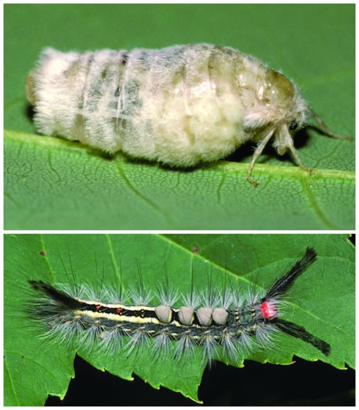 Tussock moth