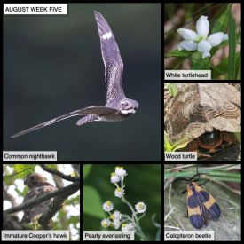 August Week Five thumbnail