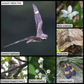 August Week Five thumbnail