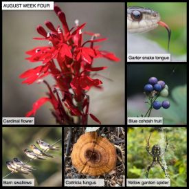 August Week Four thumbnail