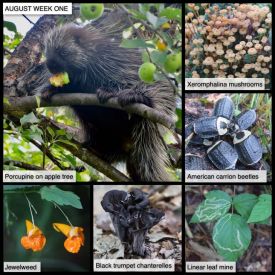 August: week one thumbnail