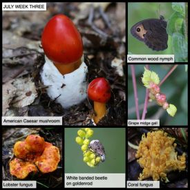 July Week Three thumbnail