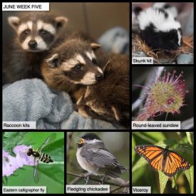 TW21_June_Week_Five_web.jpg thumbnail