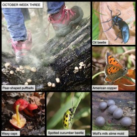 October Week Three thumbnail