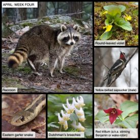 April nature thumbnail