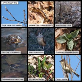 April: Week One thumbnail