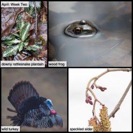 April Week Two thumbnail