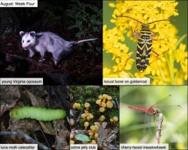 August nature thumbnail