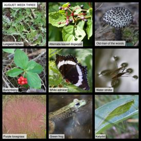 August nature thumbnail