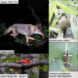 August nature thumbnail