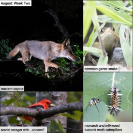 August nature thumbnail