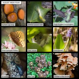 August Nature thumbnail