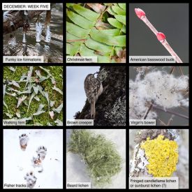 December nature thumbnail