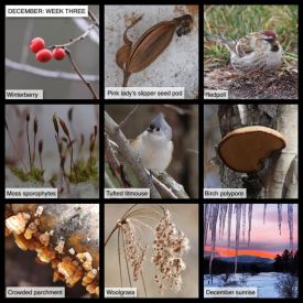 December nature thumbnail