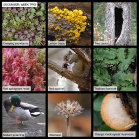 December nature thumbnail