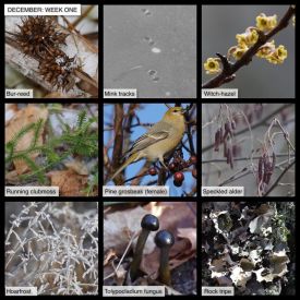 December Nature thumbnail