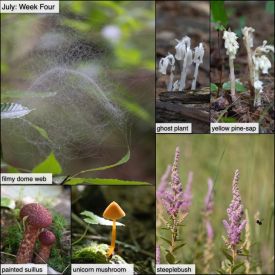 July nature thumbnail