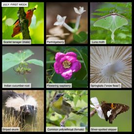 July nature thumbnail