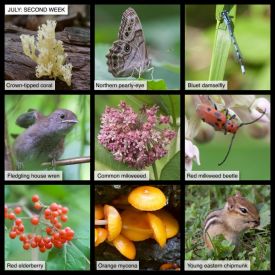 July nature thumbnail