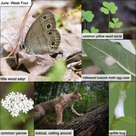 June week four thumbnail