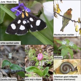 June nature thumbnail