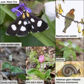 June nature thumbnail